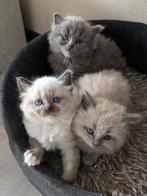 mooie langhaar wollebol kittens., Dieren en Toebehoren, Katten en Kittens | Raskatten | Langhaar, Meerdere dieren, Ontwormd, 0 tot 2 jaar