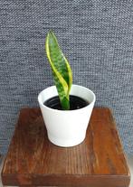 Sansevieria in sierpot D 11 cm, Overige soorten, Minder dan 100 cm, In pot, Volle zon