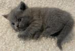 Britse korthaar kittens, Dieren en Toebehoren, Katten en Kittens | Raskatten | Korthaar, Meerdere dieren, Ontwormd, 0 tot 2 jaar