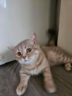 Britse korthaar, Poes
