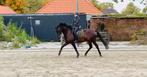 Knappe 5 jarige ruin te koop, Dieren en Toebehoren, Paarden, Ruin, Dressuurpaard, 3 tot 6 jaar