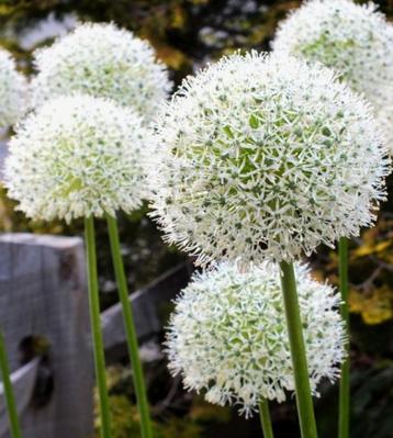 allium white giant bollen beschikbaar voor biedingen