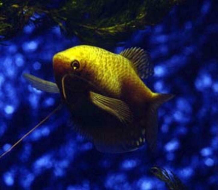 Dwerg gourami, honig gourami,, Dieren en Toebehoren, Vissen | Aquariumvissen, Vis