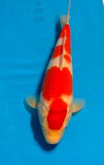 Japanse Koi, Kohaku, 1 jaar oud, vijvervissen, Dieren en Toebehoren, Karper of Koi