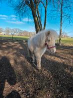 Palomino Shetlander hengstje, Dieren en Toebehoren, Hengst