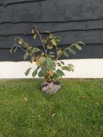 Hamamelis intermedia Feuerzauber, Ophalen of Verzenden, Overige soorten, Struik, 100 tot 250 cm