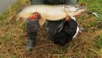 Snoekstreamers met een dubbele Magnum (Tiger Barred) staart, Ophalen, Nieuw, Complete set