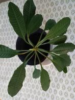 Wolfsmelk, Madagascar Jewel kamerplant, Huis en Inrichting, Kamerplanten, Ophalen, Halfschaduw, Minder dan 100 cm