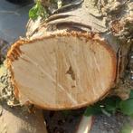 Haardhout kachelhout brandhout stookhout, Minder dan 3 m³, Ophalen, Overige houtsoorten, Stammen