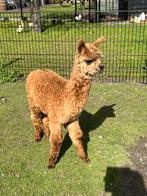 2 alpaca veulens te koop aangeboden, Dieren en Toebehoren, Juni, Meerdere dieren