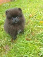 Mooie kleine dwergkeesjes (pommeriaan), Dieren en Toebehoren, Keeshond, CDV (hondenziekte), 8 tot 15 weken, Meerdere