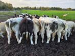 Dikbil vaarskalveren 8 stuks, Dieren en Toebehoren, Vrouwelijk, 0 tot 2 jaar