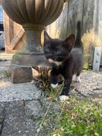 Te koop mooie  kitten, Poes