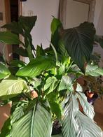 Grote Lepelplant met grote pot., Huis en Inrichting, Kamerplanten, Ophalen, Halfschaduw, Minder dan 100 cm