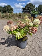 Laagblijvende pluimhortensia Petite Lantern, Ophalen of Verzenden, Hortensia, Struik, Minder dan 100 cm