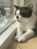 Stitch snowshoe siamees, Dieren en Toebehoren, Katten en Kittens | Raskatten | Korthaar, Kater, Gechipt, 0 tot 2 jaar