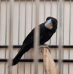 Twatwa man, Dieren en Toebehoren, Mannelijk, Tropenvogel, Geringd