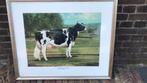 Bonnie Mohr Art Koeien schilderij 60 -45 cm met lijst, Antiek en Kunst, Ophalen