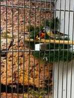Kapoetsensijs 1-1, Dieren en Toebehoren, Vogels | Overige Vogels, Meerdere dieren, Tropenvogel, Geringd
