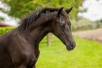Superknap zwart hengstveulen v. For Romance x Conteur, Dieren en Toebehoren, Paarden, Hengst, Minder dan 160 cm, Ontwormd, 0 tot 2 jaar