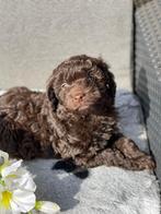 Kleine maltipoo puppys chocolade kleur ️, Dieren en Toebehoren, Honden | Chihuahua's en Gezelschapshonden, Poedel, CDV (hondenziekte)