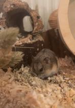 Cambelli dwerghamster zoekt gouden huisje, Dieren en Toebehoren, Knaagdieren, Hamster, Vrouwelijk, Januari, Tam