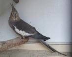 2 valkparkieten voor een prijs, Meerdere dieren, Parkiet
