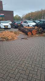 Gratis stammen, zelf erzagen in AALSMEER, Tuin en Terras, Haardhout, 6 m³ of meer, Ophalen, Overige houtsoorten, Stammen