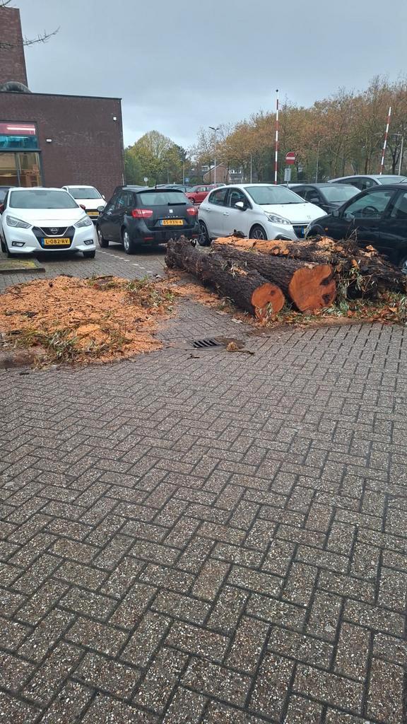 Gratis stammen, zelf erzagen in AALSMEER, Tuin en Terras, Haardhout, Stammen, Overige houtsoorten, 6 m³ of meer, Ophalen