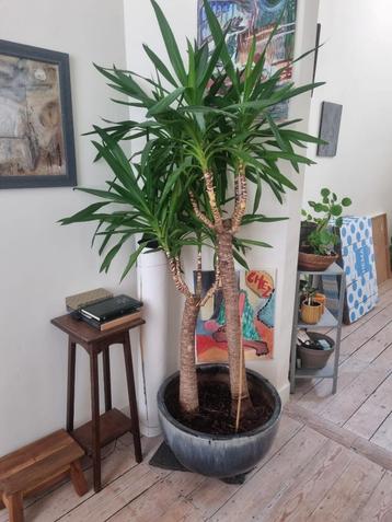 planten beschikbaar voor biedingen