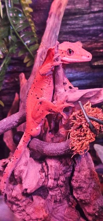 1.0 wimpergekko red dalmatier  beschikbaar voor biedingen