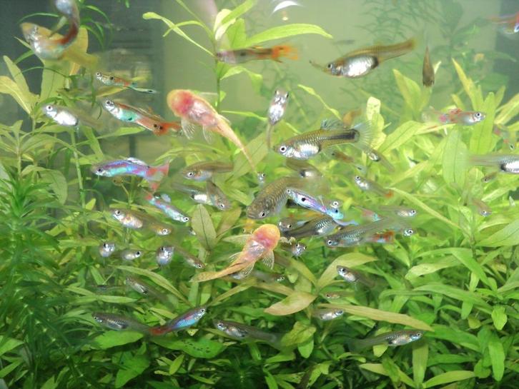 GUPPEN KLEIN EN GROOT + JONGE GELE ALGENETERS, Dieren en Toebehoren, Vissen | Aquariumvissen, Zoetwatervis, Vis