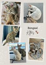3 raszuivere prachtige, lieve bengaal kittens te koop, Dieren en Toebehoren, Katten en Kittens | Raskatten | Korthaar, Meerdere dieren