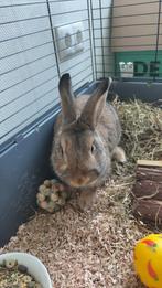 Gratis op te halen: ons lieve konijn Nijntje, Dieren en Toebehoren, Konijnen, Vrouwelijk