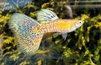 🟡Uniek in Nederland, Galaxy Blond Multicolor Tail Guppen🟡, Dieren en Toebehoren, Vissen | Aquariumvissen, Vis, Zoetwatervis