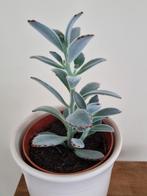 Kalanchoe Tomentosa vetplant ( pandaplant) in pot, Huis en Inrichting, Ophalen, Overige soorten, In pot, Minder dan 100 cm