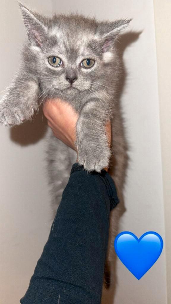 Kittens, Dieren en Toebehoren, Katten en Kittens | Raskatten | Korthaar, Meerdere dieren, Ontwormd