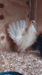 Serama kriel hennetjes, Dieren en Toebehoren, Vrouwelijk, Kip