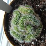 Mammillaria haageana Cristata Cactus in Gouden Pot, Ophalen of Verzenden