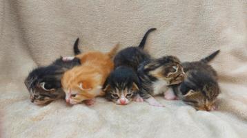 5 lieve kittens Europese korthaar  beschikbaar voor biedingen