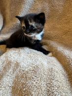 Kittens, Meerdere dieren, Ontwormd, 0 tot 2 jaar