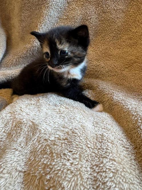 Kittens, Dieren en Toebehoren, Katten en Kittens | Raskatten | Korthaar, Meerdere dieren, 0 tot 2 jaar, Ontwormd