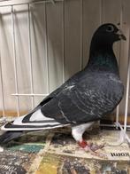 Postduif, Mannelijk, Postduif