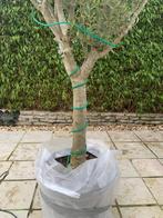 Vorstbescherming - Winterbescherming voor Olijfbomen /Palmen, Tuin en Terras, Planten | Bomen, Ophalen of Verzenden, Winter, Olijfboom
