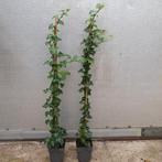 hedera helix, Ophalen, Overige soorten, 100 tot 250 cm