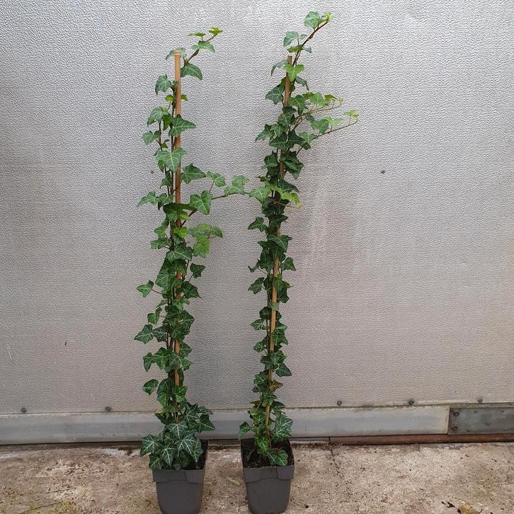 hedera helix, Tuin en Terras, Planten | Struiken en Hagen, Overige soorten, 100 tot 250 cm, Ophalen