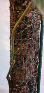 Philodendron verrucosum incl mospaal, Huis en Inrichting, Overige soorten, Minder dan 100 cm, Ophalen of Verzenden, Halfschaduw