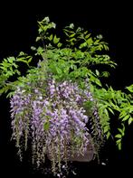 Pre bonsai Wisteria chinensis blauwe regen, Overige soorten, Lente, Minder dan 100 cm, Ophalen