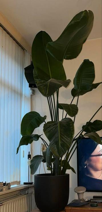 Strelitzia Nicolai (Paradijsvogelplant) beschikbaar voor biedingen