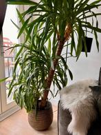 Large Yucca Plant with Decorative Pot – Excellent Condition, Ophalen, Halfschaduw, Yucca, 150 tot 200 cm